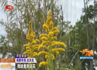 好霸道！看到这种植物请立即上报……