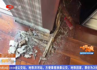 白蚁进家惹人焦 发现这样的情况要注意