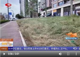 绿化带变杂草地 居民盼早日复原